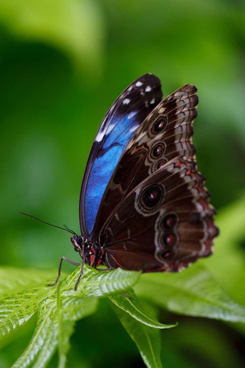 butterfly, insect, animal-165104.jpg